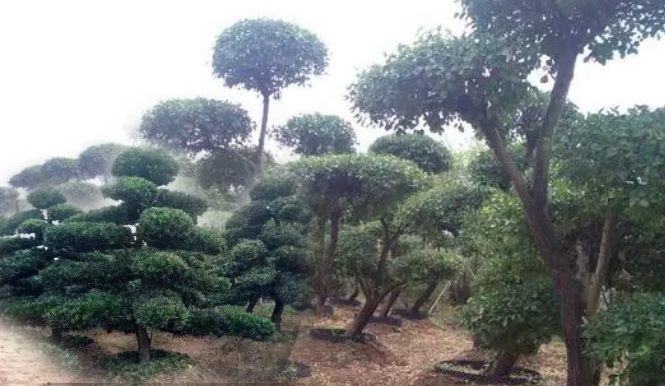 造型樹(shù)、景觀(guān)造型樹(shù)